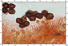 Hymenogaster melasporus